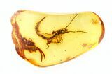 Amazing Fossil Earwig (Dermaptera) In Baltic Amber - Rare Inclusion #270583-3